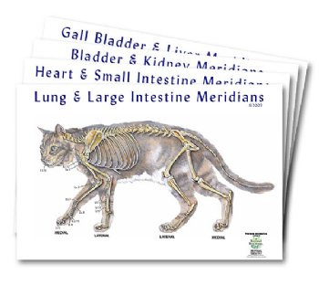 feline meridian chart set clinical charts and supplies feline anatomy chart