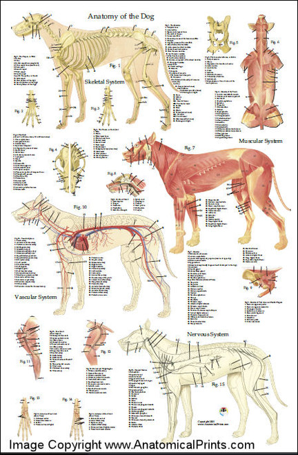 Dog Anatomy Poster 24 x 36 - Clinical Charts and Supplies