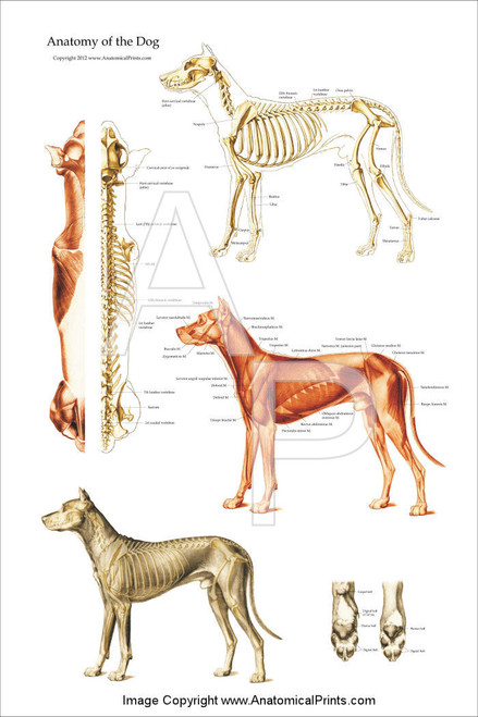 Dog Muscular And Skeletal Chart - Clinical Charts and Supplies