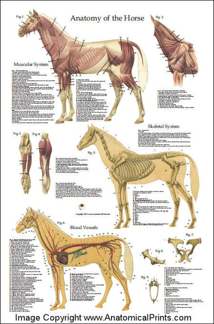 Horse Anatomy Poster 24 x 36 - Clinical Charts and Supplies