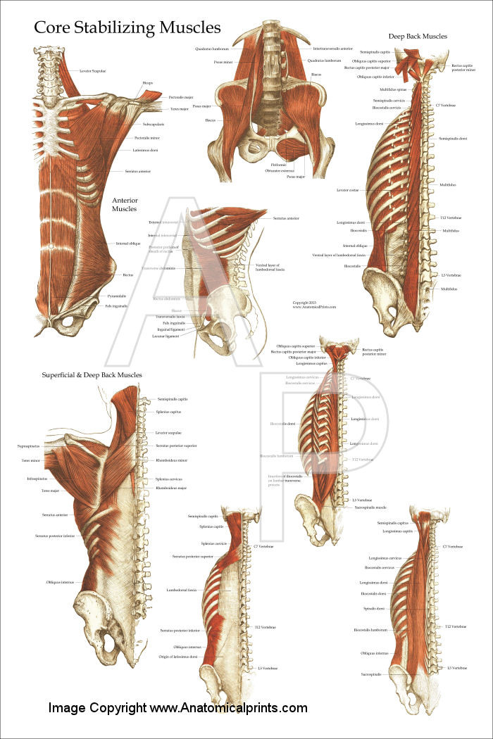 Deep And Core Stabilizing Muscles Poster 24" X 36" Clinical Charts