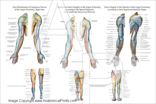 Nerve Innervation Of The Upper Extremities 24" X 36" - Clinical Charts
