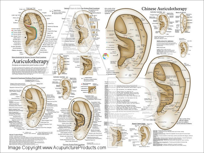 Auriculotherapy Ear Acupuncture Poster Clinical Charts And Supplies 