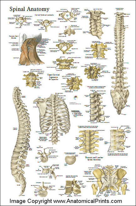 Spine Anatomy Poster 24 X 36 Clinical Charts And Supplies 9494