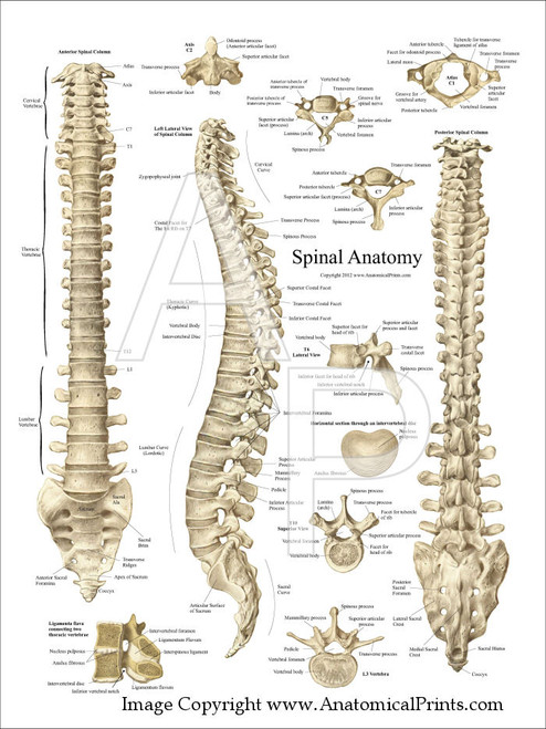 Spinal Anatomy Poster - 18 U0026quot  X 24 U0026quot