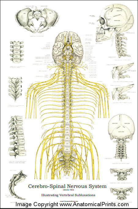 Spinal Nerves and Subluxations Poster - 24