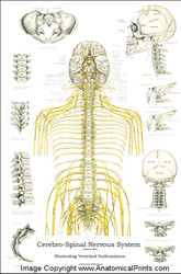 Spinal Screening Subluxation Poster (Larger version) - Clinical Charts ...