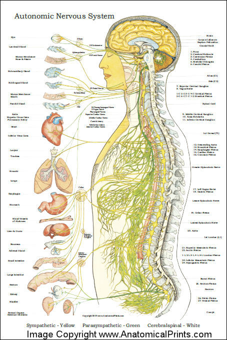Autonomic Nervous System Poster - 24" X 36" - Clinical Charts and Supplies