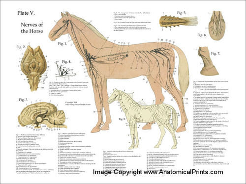 Horse Nervous System Poster - Clinical Charts and Supplies