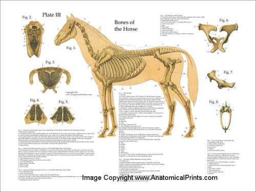 Horse Skeletal System Poster - Clinical Charts and Supplies
