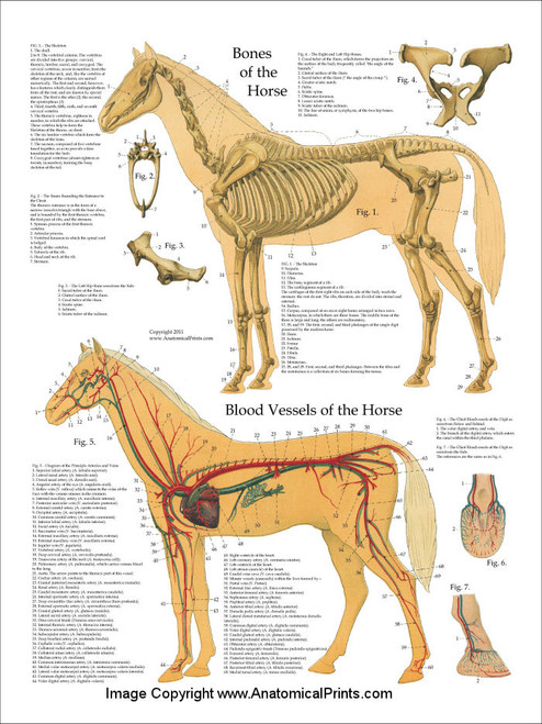 Horse Bones and Blood Vessels Anatomy Poster - Clinical Charts and Supplies