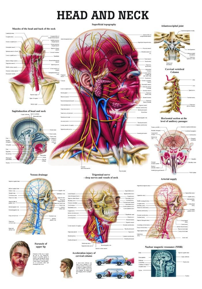 Head And Neck Poster,Version 2 - Clinical Charts And Supplies