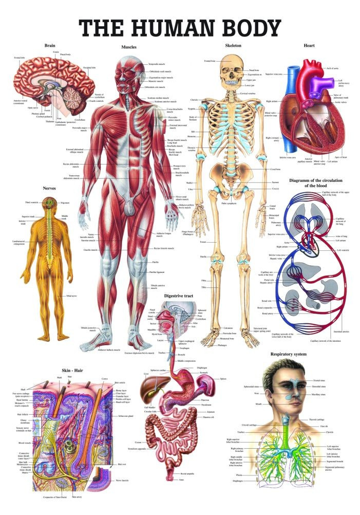 The Human Body Chart Clinical Charts And Supplies The Human Body Chart Clinical Charts And Supplies