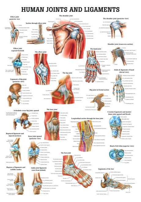 Human Joints And Ligaments Poster - Clinical Charts And Supplies