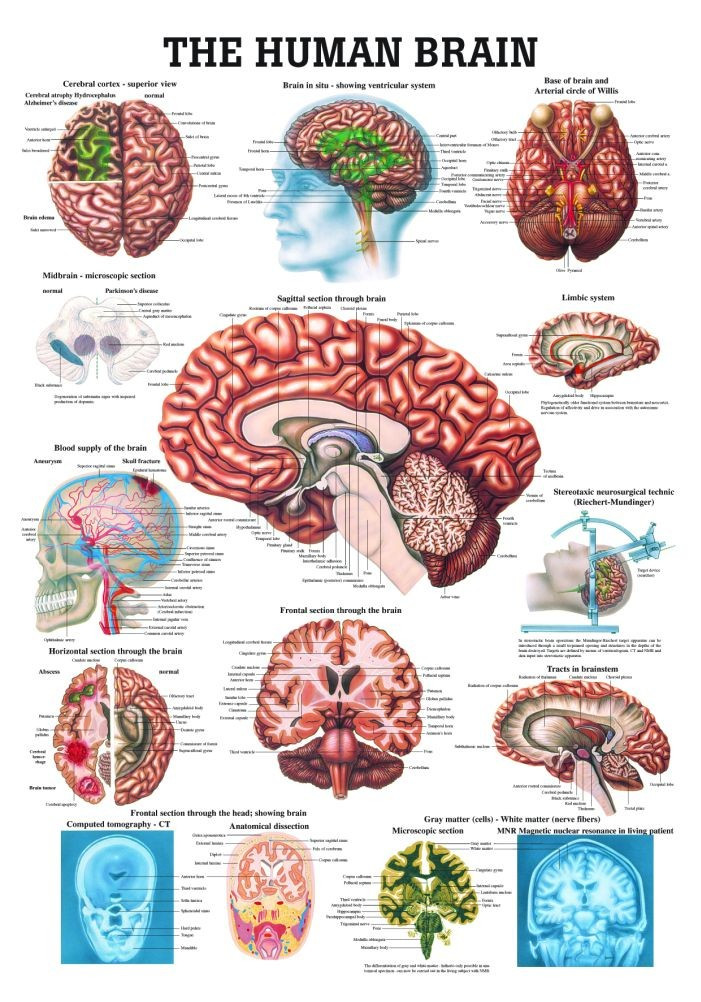 Human Brain Poster - Clinical Charts And Supplies