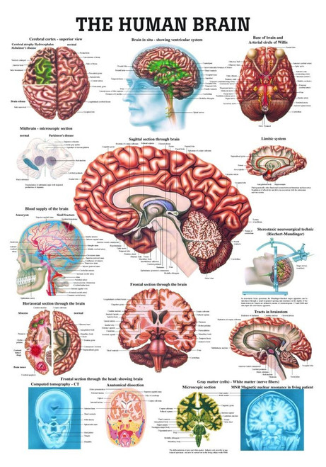 Human Brain Poster - Clinical Charts and Supplies