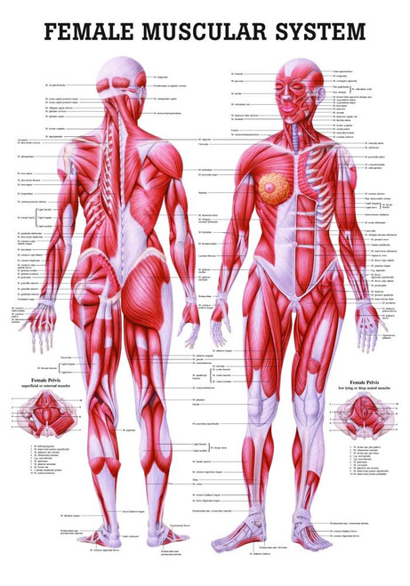 Human Female Muscular System - Clinical Charts and Supplies