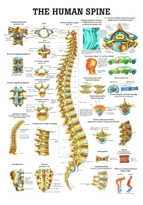 Human Spine Poster - Clinical Charts and Supplies