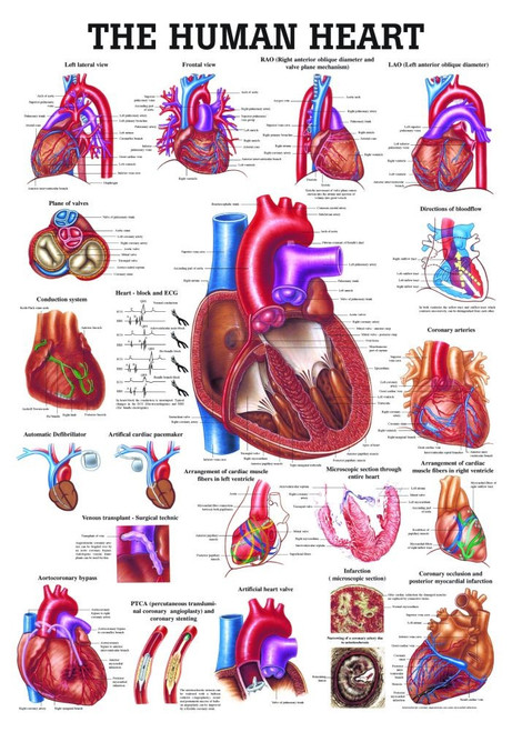 Human Heart Poster - Clinical Charts and Supplies