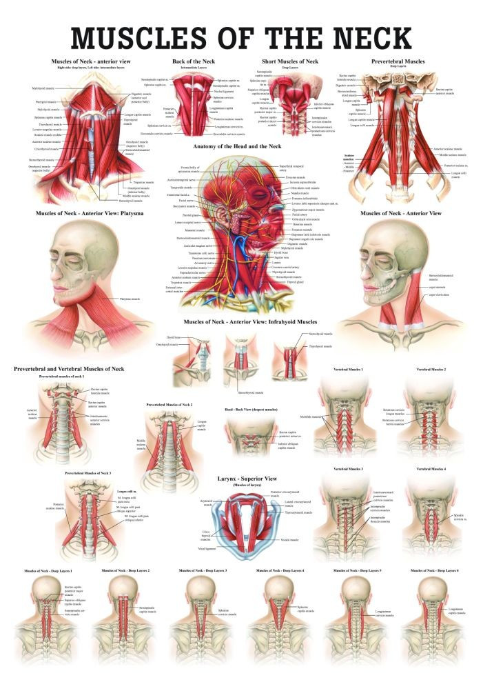 Human Muscles of the Neck Poster - Clinical Charts and Supplies