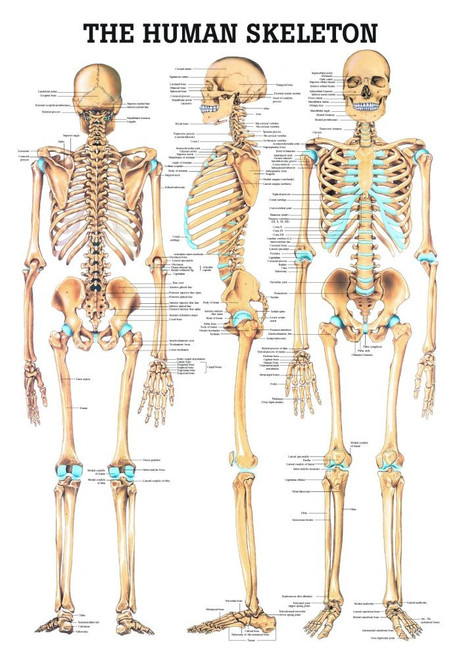 Human Skeletal System Poster - Clinical Charts and Supplies