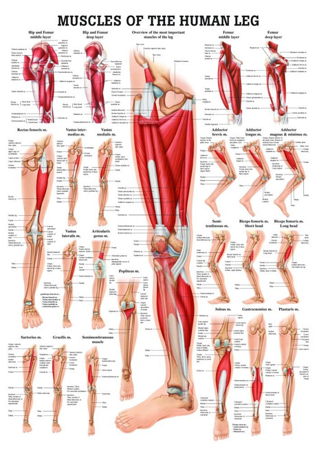 human muscles of the leg poster clinical charts and supplies weight exercise chart