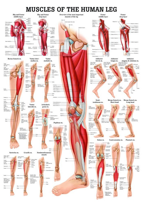 Human Muscles Of The Leg Poster Clinical Charts And Supplies 7924