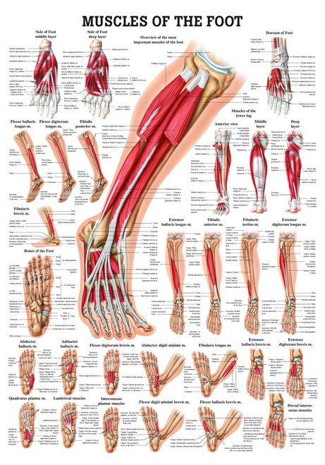 Human Muscles of the Foot Poster - Clinical Charts and Supplies