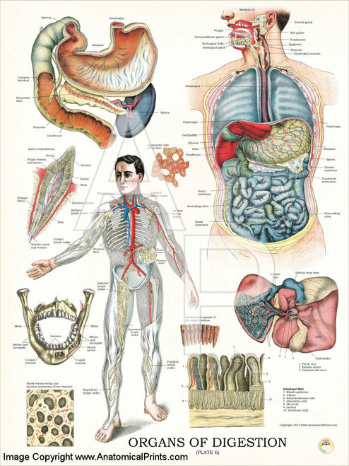 Digestive System Organs Anatomy Poster - Clinical Charts and Supplies