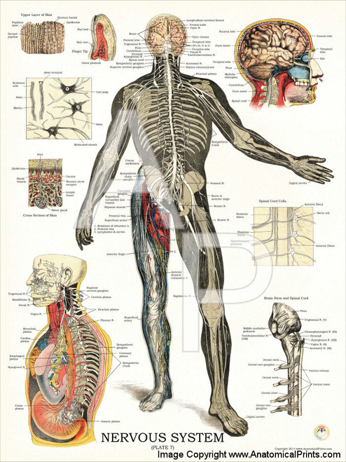 Nervous System Anatomy And Physiology Poster - Clinical Charts and Supplies