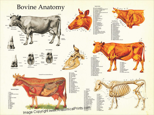 Cow Anatomy Poster - Clinical Charts and Supplies