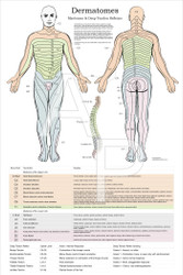 Dermatome System Poster - Clinical Charts and Supplies