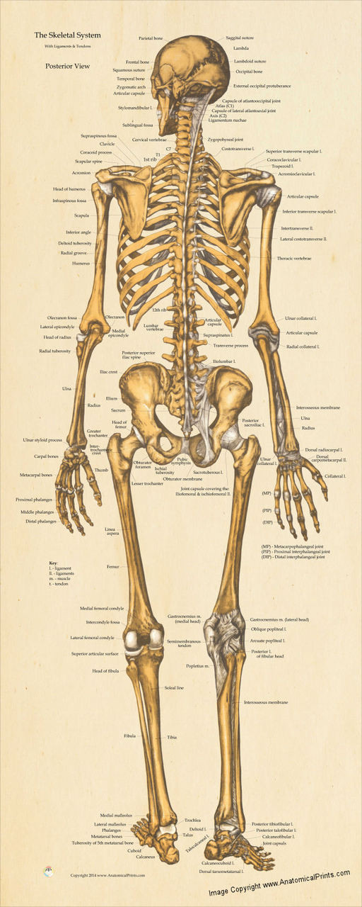 Skeletal System Posterior View Poster Clinical Charts And Supplies