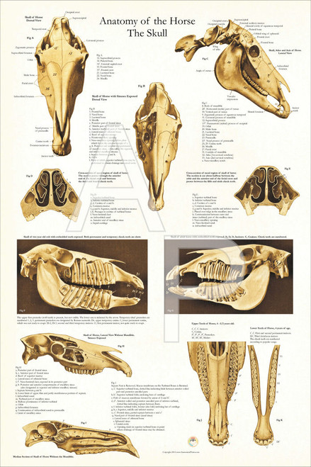 Horse Skull and Dental Poster 24 x 36 - Clinical Charts ... veterinary animal physical diagram 