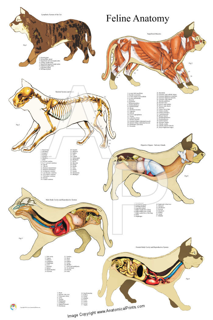 Feline Anatomy Poster 24 x 36 Clinical Charts and Supplies