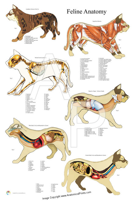 Feline Anatomy Poster 24 x 36 - Clinical Charts and Supplies