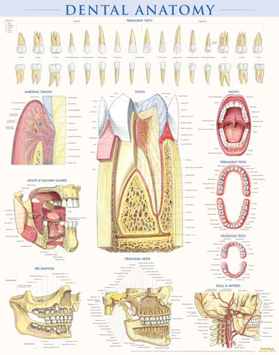 Dental Anatomy Poster - Clinical Charts and Supplies