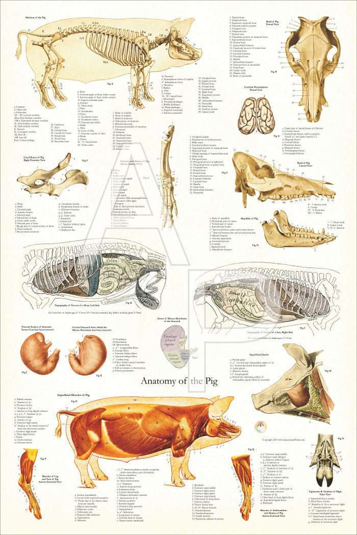 Pig Anatomy Poster - Clinical Charts and Supplies