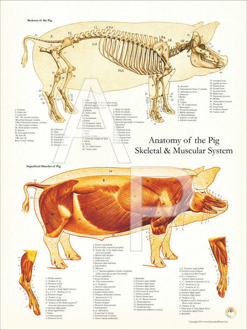 Pig Muscle and Skeletal Poster - Clinical Charts and Supplies