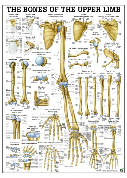 Bones of the Upper Limb Poster - Clinical Charts and Supplies