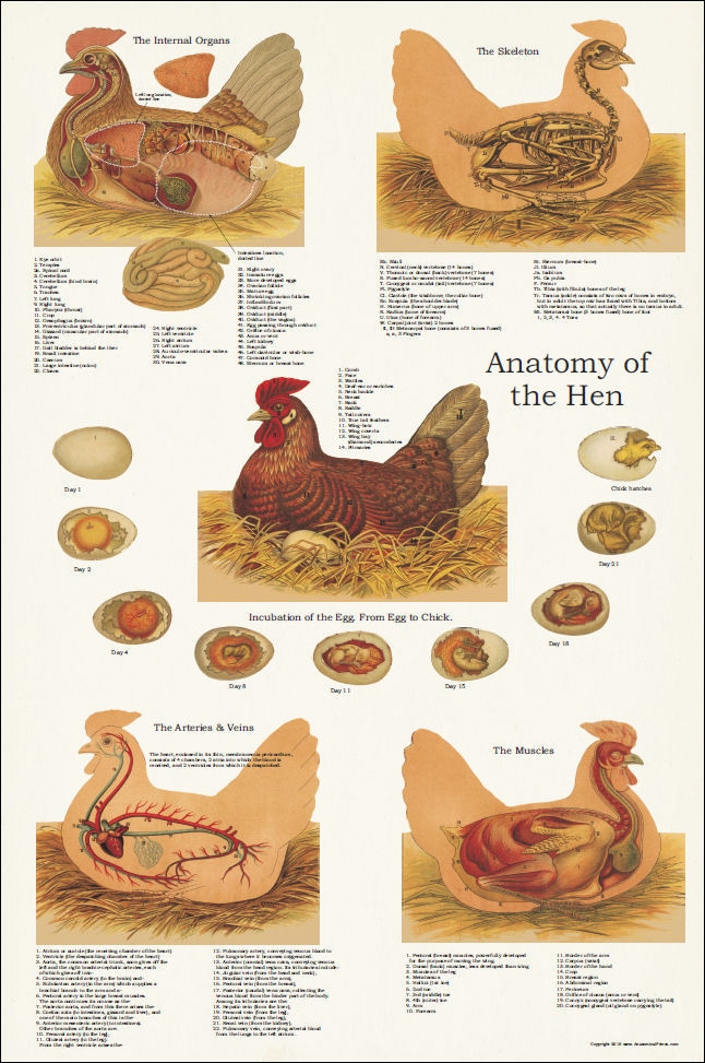 Chicken Anatomy Poster 24 x 36 - Clinical Charts and Supplies