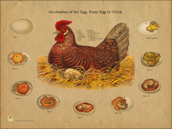 Chicken Egg Incubation Chart - Clinical Charts And Supplies