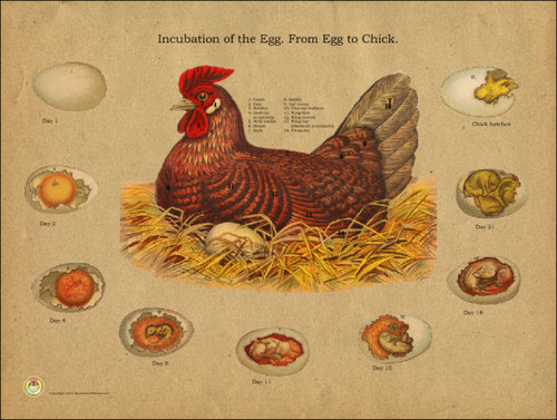 chicken egg incubation chart clinical charts and supplies the chicken chart