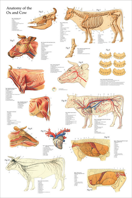 Cow Anatomical Poster - Clinical Charts And Supplies