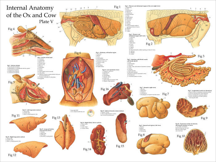 Cow Internal Organs Poster - Clinical Charts and Supplies diagram of a cows skull 