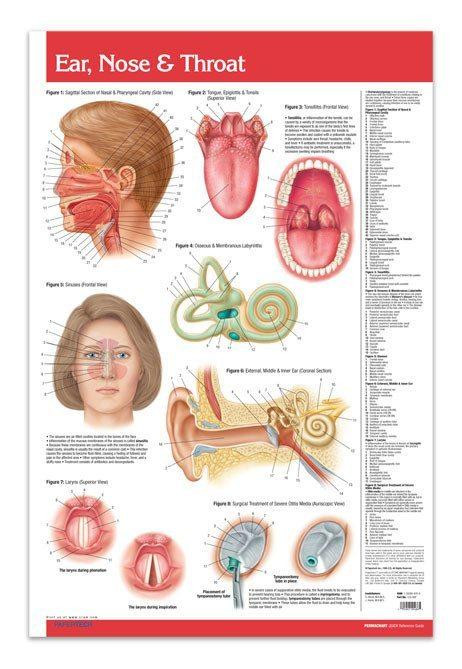Why is the ear nose and throat important?