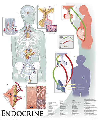 Endocrine System Anatomical Poster - Clinical Charts and Supplies