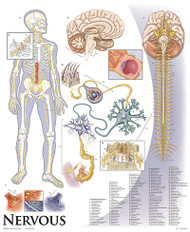 Nervous System Posters and Charts | ClinicalCharts.com