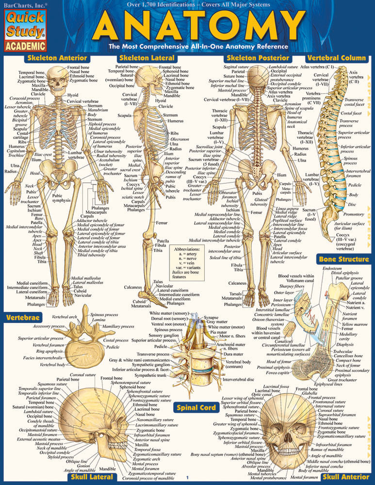 Anatomy Chart Clinical Charts And Supplies