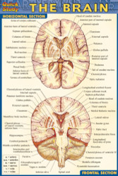 Nervous System Posters and Charts | ClinicalCharts.com